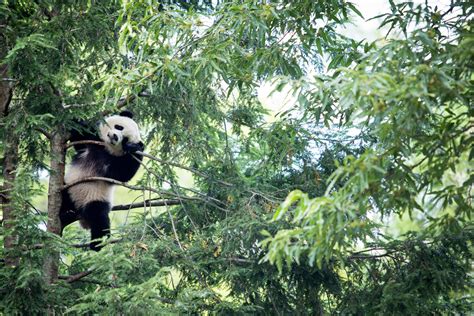 200以上 Bamboo Forest Panda Habitat 206911 Bamboo Forest Panda Habitat