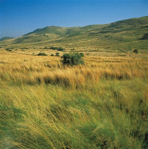 Highveld Region Africa Britannica
