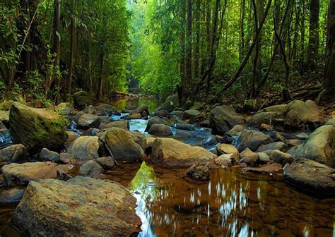 Sri Lanka Nature Sinharaja Forest Reserve
