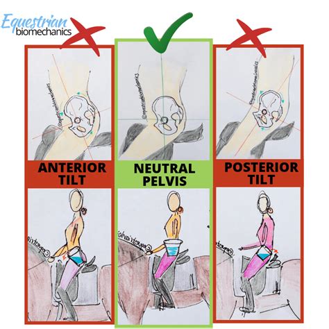 How To Sit Correctly On A Horse Seat Bones Simplified Equestrian