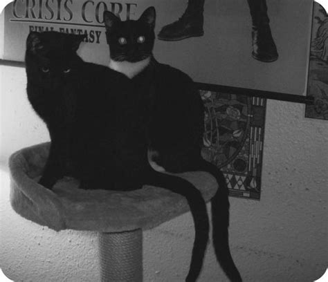 black kitties in the household by darknessunderthemoon on deviantart