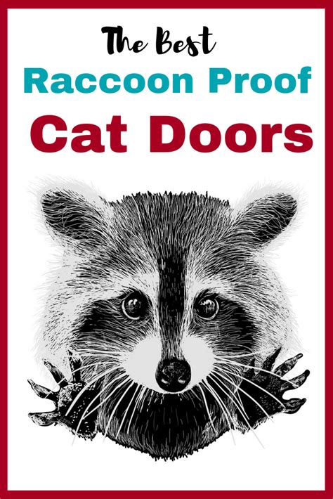 Raccoon Proof Cat Doors - The Best Ones Out There ⋆ Happy City Cat