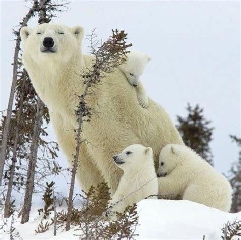Mummy Polar Bear Baby Polar Bears Cute Polar Bear