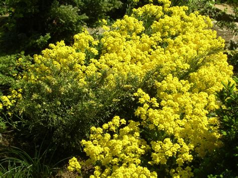 The yellow flowers have a warm, spicy fragrance and precede the leaves. Free Images : flower, produce, evergreen, botany, yellow ...