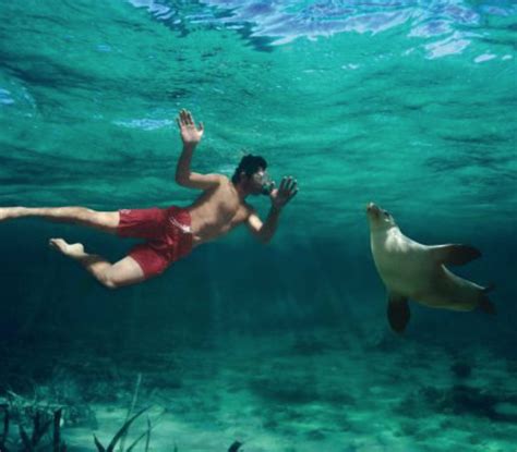 Snorkeling Is The Best Pinuplive Tourism Kangaroo Island