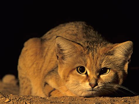Rare Arabian Sand Cat Spotted By Scientists After Ten Year Search The