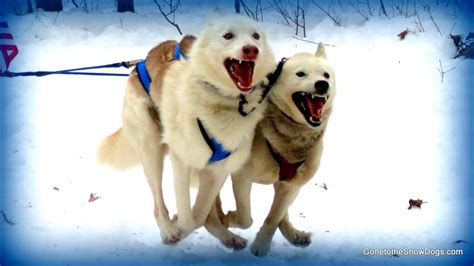 Siberian Husky Sled Dog Racing 4 Dog Teams Indian River