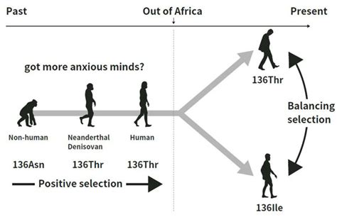 Research News Evolution Of Psychiatric Disorders And