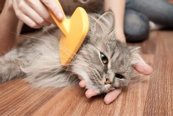 Tips For Grooming Long Haired Cats Dallas Vets