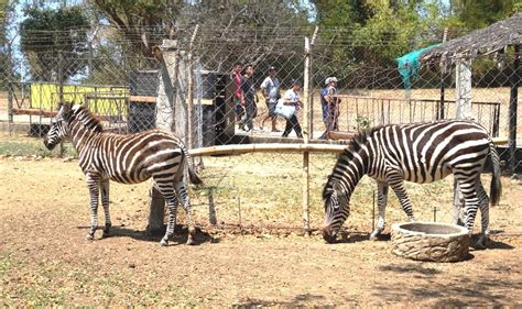 Zebra description, behavior, feeding, reproduction, zebra threats and more. Zoos - B.L.A.S.T. - Live Life to the Fullest ……… Don't Stay Put