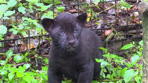 Cub Black Panther Animal Baby Update Berita Olahraga Dalam Luar