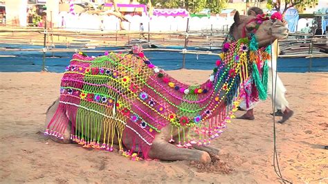 Camel Dance Competition At Pushkar Fair Rajasthan Amazing Camel