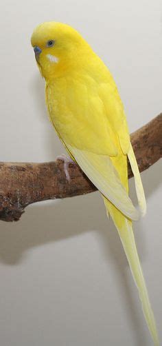Opaline Double Factor Yellow Spangle Male English Budgie Parakeet