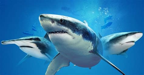 Are You Ready For Shark Week Blog Free Library