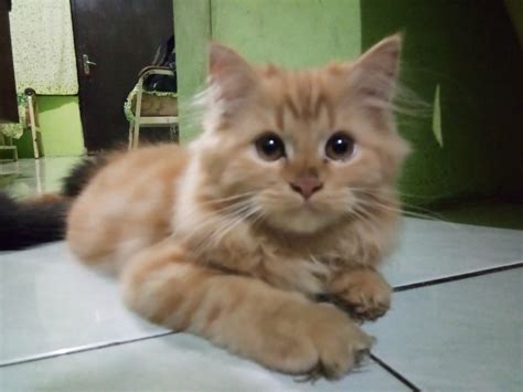 Hidungnya yang berukuran kecil tersebut biasanya sejajar bagian tubuh yang lainnya berwarna coklat muda ataupun putih. Gambar Kucing Persia Flatnose - Gambar Barumu
