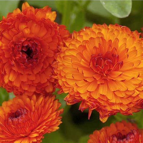 First cultivated in china in the 15th century bc, the. Calendula - October's Birth Flower - Suttons Gardening ...