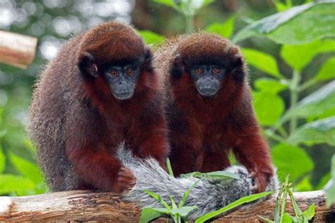 Tropical Rainforest Monkeys