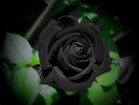 Looking for the best black and white nature wallpaper? Natural Black Flowers - XciteFun.net
