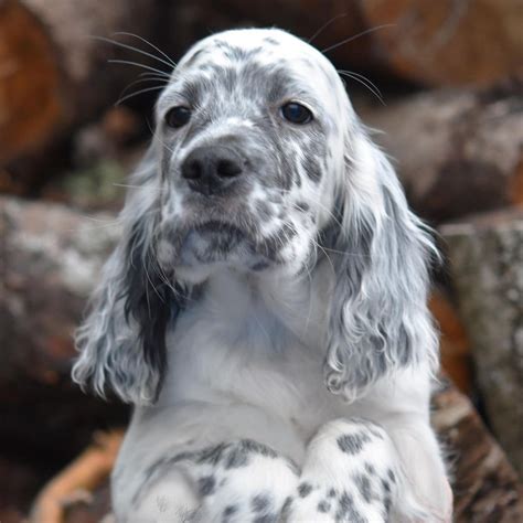 14 Spotted Facts About English Setters The Dogman