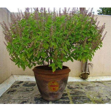 Tulsi Plant Packaging Type Packet At Rs 10piece In Chennai Id