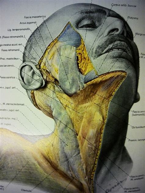 Topographische Anatomie Des Menschen Volume One Head Neck Eduard
