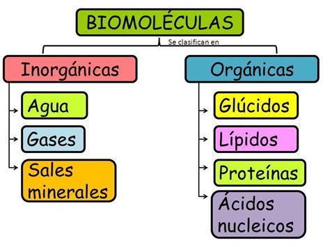 ¿qué Son Las Biomoléculas Orgánicas E Inorgánicas Ejemplos Brainlylat