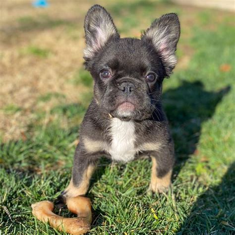 Long Haired French Bulldog For Salefrench Bulldog For Sale Near Me