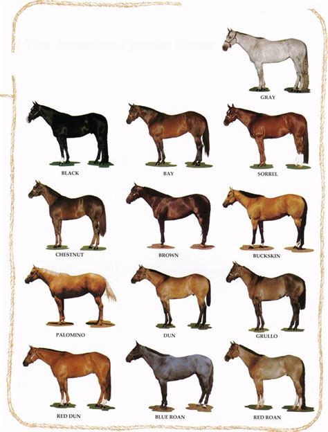 Learning About Horses Basic Horse Colors