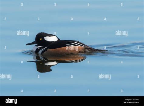 Male Hooded Merganser And Mirror Reflection On Wind Still Autumn Pond