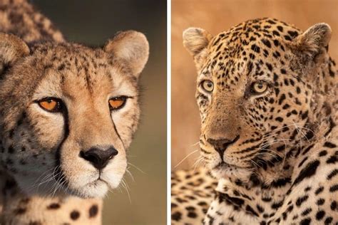Cheetah Vs Leopard The Difference Between Their Speed And More
