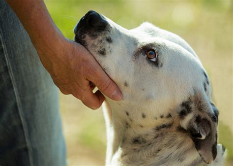 What Everyone Should Know About Petting A Dog
