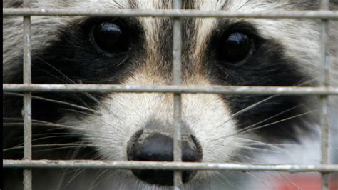 Racoon With Rabies Attacks Dog In Hillsborough County Florida