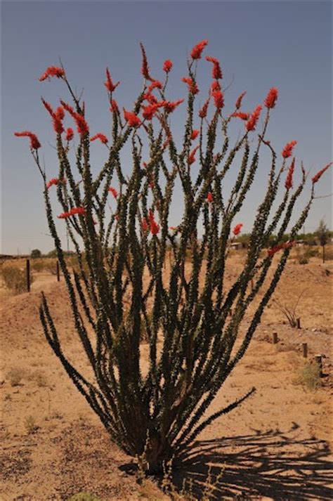 10 Best Images About Native Arizona Plants On Pinterest Fall Flowers