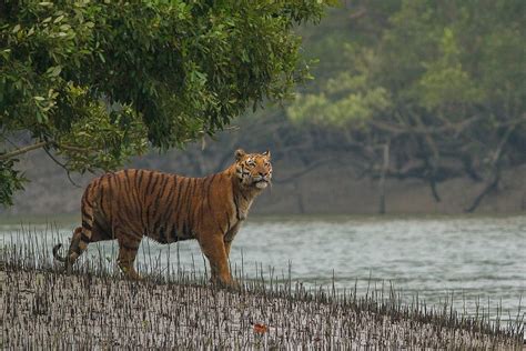 Cautious Optimism For The Mighty Indian Sundarbans Mangrove Forest GLOW The Global Wetlands
