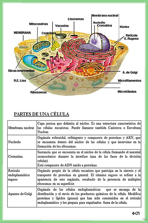 Estructura Y Partes De La Celula Eucariota Abc Fichas Images Otosection