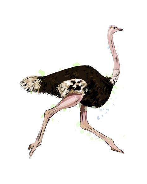 Ostrich From A Splash Of Watercolor Colored Drawing Realistic Vector
