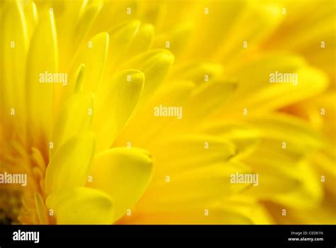 Yellow Flowers Background Stock Photo Alamy