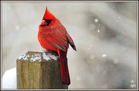 Mr Cardinal Sounds Of Birds Picture Perfect Bird