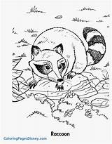 Coloring Raccoon Getcolorings Raccoons Printable sketch template