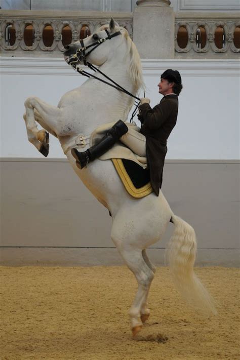 A Lipizzaner Stallion Performing The Courbette Courtesy Of Pbs Nature