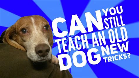 Can You Still Teach An Old Dog New Tricks