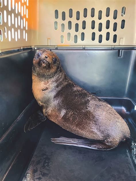 Pacific Marine Mammal Center Releases Rehabilitated Northern Fur Seal After Months Of Care
