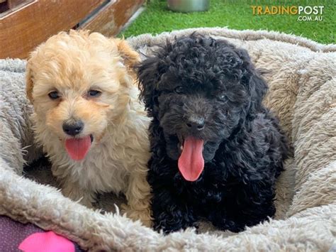 Come with scintillating offers that make them unbelievably affordable. Small-Toy-Poodle-PUPPIES-available-for-adoption-NOW