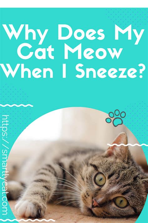 Why Does My Cat Meow When I Sneeze Cats Cats Meow Cat Care