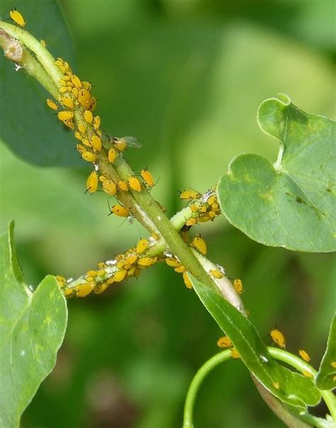 Garden Aphids Control Methods A Complete Guide Gardening Tips