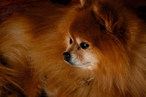 Giving This To Your Pomeranian Daily Could Help Alleviate Painful Skin