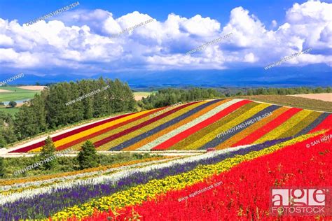 The Beautiful Hills Of Pattern On Shikisai No Oka Shikisai Hill Biei