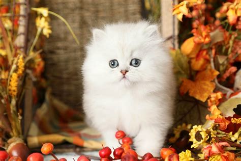 Breeders selectively derived flat faced persians from doll faces. Silver Persian Kittens For Sale - Doll Face Persian ...