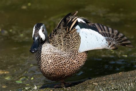 Blue Winged Teal Duck Male Photograph By Darrell Gregg