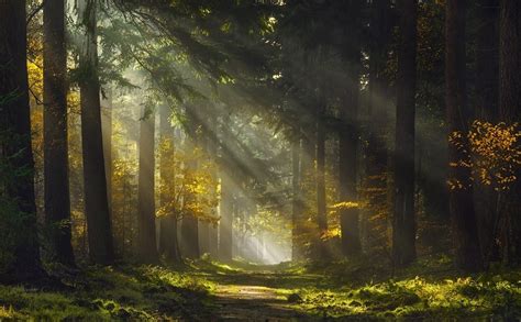 Mist Forest Sunlight Trees Grass Sunbeams Path